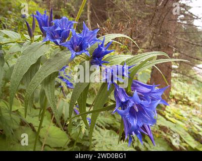 Blase-Enzian (Gentiana Utriculosa), blühen, Deutschland Stockfoto