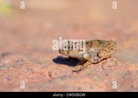 Petersilienfrosch, gemeiner Petersilienfrosch, Schlammtaucher, gefleckter Schlammfrosch (Pelodytes punctatus), sitzend auf einem Stein, Seitenansicht, Frankreich, Rennes Stockfoto