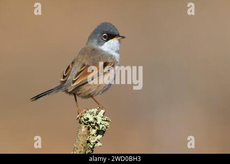 Brillenträger (Sylvia conspicillata orbitalis), auf einem Zweig, Kanarische Inseln, Fuerteventura, Embalse de los Molinos, Tefia; Puerto del Rosa Stockfoto