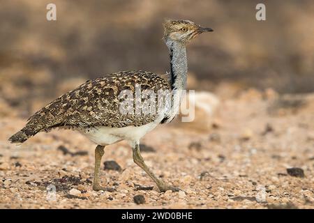 Shoubara-Trappe (Chlamydotis undulata fuertaventurae), Spaziergang auf sandigem Boden, Kanarische Inseln, Fuerteventura Stockfoto