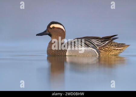 Garganey (Anas querquedula), schwimmender drake, Seitenansicht, Italien, Toskana, Piana fiorentina, Florenz Stockfoto