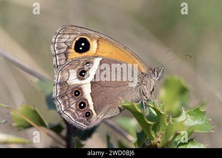 Spanischer Gatekeeper (Pyronia bathseba), auf einem stechpalmenzweig, Seitenansicht, Frankreich, Hyeres Stockfoto