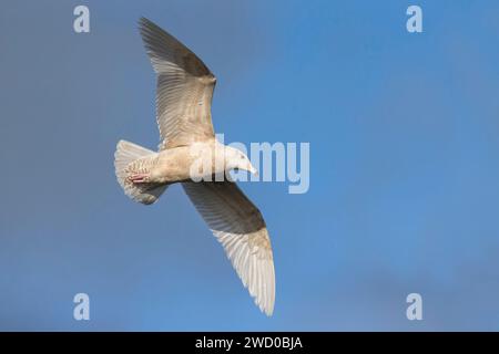 Glaukmöwe (Larus hyperboreus), unreifer Vogel im Flug, Azoren, Terceira Stockfoto