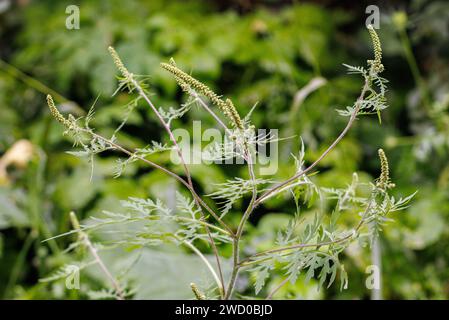 Jährliches Ragweed, gemeiner Ragweed, Bitterkraut, Schweinekraut, römischer Wermut (Ambrosia artemisiifolia), blühend, Deutschland, Bayern, Isental Stockfoto