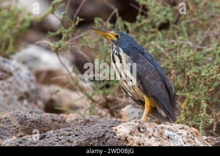Afrikanische Zwergbitterchen, Zwergbitterchen (Ixobrychus sturmii), auf einem vulkanischen Felsen stehend, Seitenansicht, Kanarische Inseln, Fuerteventura Stockfoto