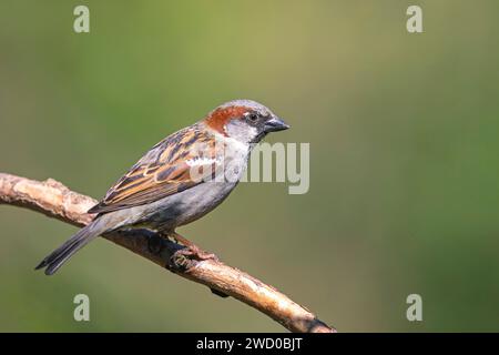 Haussperling (Passer domesticus), männlich auf einem Kiefernzweig sitzend, Finnland, Kaamanen Stockfoto