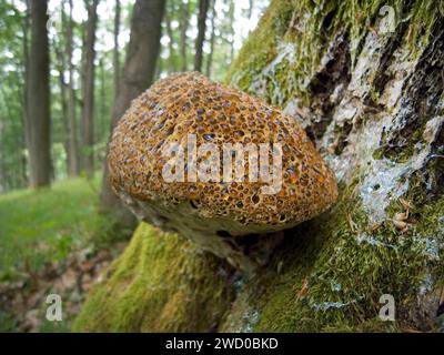 Eichenklammer, Warzeneiche Polypore, Trauerpolypore, Trauerkonken (Pseudoinonotus dryadeus, Inonotus dryadeus, Boletus dryadeus), wächst auf einem Eichenstamm Stockfoto