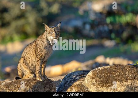 Iberischer Luchs (Lynx pardinus), sitzt morgens auf einem Felsen, Spanien, Andalusien, Andujar, Sierra de Andujar Nationalpark Stockfoto