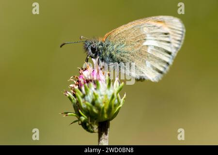 Kastanienheide, Bertolis (Coenonympha glycerion, Coenonympha iphis), sitzend auf einer Blüte und saugend Nektar, Frankreich, Allos Stockfoto