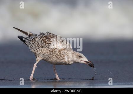 Schwarzmöwe (Larus marinus), unreifer Vogel, der in seichten Gewässern am Strand auf der Suche ist, Seitenansicht, Azoren, Sao Miguel, Ribeira Grande Stockfoto