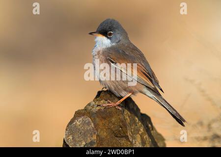 Brillenträger (Sylvia conspicillata orbitalis), männlich auf einem Felsen, Kanarische Inseln, Fuerteventura, Tindaya, Puerto del Rosario Stockfoto