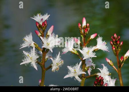 bogbean, Buckbean (Menyanthes trifoliata), Blütenstände, Deutschland Stockfoto