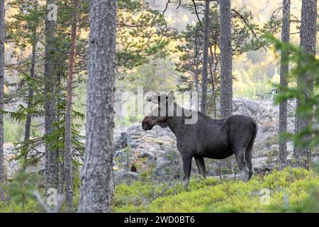 elche, Elche (Alces alces alces), Jungbullenelche in einem kargen Kiefernwald, Schweden, Vaesternorrland Stockfoto