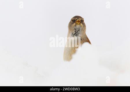 Weißflügelige schneefinke (Montifringilla nivalis), im Schnee, Porträt, Italien, Venetien Stockfoto