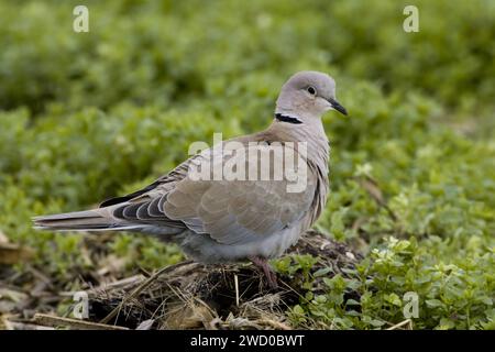 Taube mit Kragen (Streptopelia Decocto), Seitenansicht Stockfoto