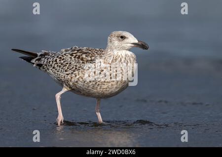 Große Schwarzmöwe, große Schwarzmöwe (Larus marinus), unreifer Vogel, der im flachen Wasser am Strand spaziert, Seitenansicht, Azoren, Sao Migue Stockfoto