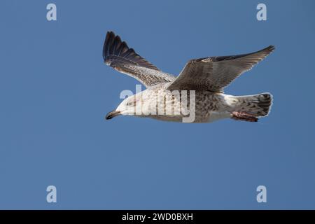 Großmöwe mit schwarzem Rücken, Großmöwe mit schwarzem Rücken (Larus marinus), unreife Großmöwe mit schwarzem Rücken im Flug am blauen Himmel, Seitenansicht, Azoren, Sa Stockfoto