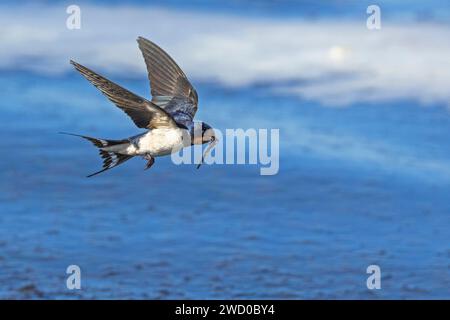 Scheunenschwalbe (Hirundo rustica), fliegt auf der Ostsee, mit Algen als Nistmaterial im Schnabel, Schweden, Oeland Stockfoto