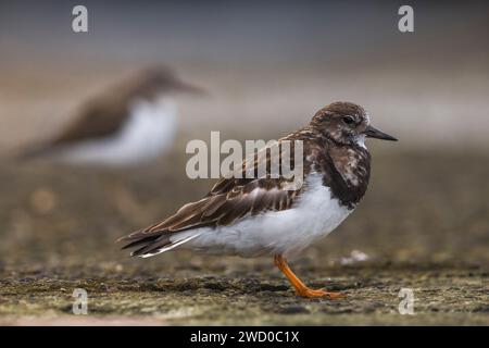 Roter Turnstein (Arenaria Interpres), Seitenansicht, Azoren, Sao Miguel Stockfoto