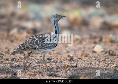 Shoubara-Trappe (Chlamydotis undulata fuertaventurae), Spaziergang auf sandigem Boden, Kanarische Inseln, Fuerteventura Stockfoto