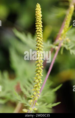 Jährliches Ragweed, gemeiner Ragweed, Bitterkraut, Schweinekraut, römischer Wermut (Ambrosia artemisiifolia), Blütenstand mit männlichen Blüten, Deutschland, Bayern Stockfoto