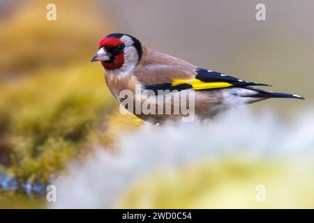 Eurasischer Goldfink, Europäischer Goldfink, Goldfink (Carduelis carduelis), männlich, Seitenansicht, Italien, Toskana Stockfoto