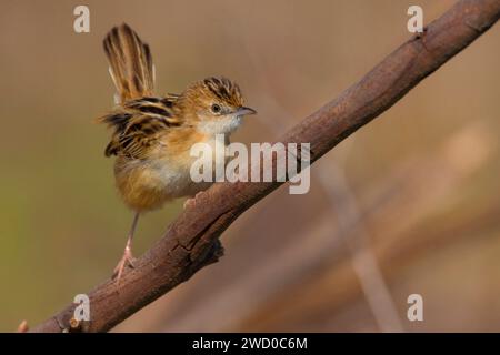 zitting cisticola (Cisticola juncidis), auf einem Zweig, Italien, Toskana Stockfoto