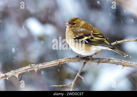 Kaffinch, Eurasischer Kaffinch, Kaffinch (Fringilla coelebs), weibliches Stachel, das während des Schneefalls auf einem stacheligen Zweig aufsitzt, Seitenansicht, Italien, Stockfoto