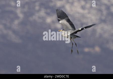 Graureiher (Ardea cinerea), im Flug, Seitenansicht, Italien, Toskana Stockfoto
