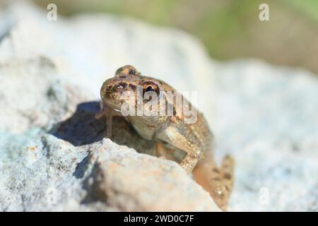 Petersilienfrosch, Petersilienfrosch, Schlammtaucher, Fleckfrosch (Pelodytes punctatus), auf einem Stein sitzend, Frankreich, Rennes Stockfoto