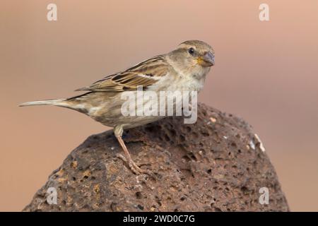 Spanischer Spatzen (Passer hispaniolensis), Weibchen auf einem Stein, Kanarische Inseln, Fuerteventura Stockfoto