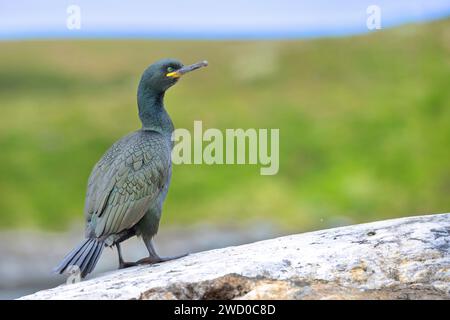 Sau (Phalacrocorax aristotelis), im Zuchtgefieder, steht auf Felsen am Meer, Norwegen, Troms og Finnmark, Vardoe Stockfoto