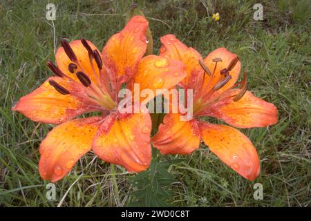 Orange Lilie (Lilium Bulbiferum), Blumen, Deutschland Stockfoto