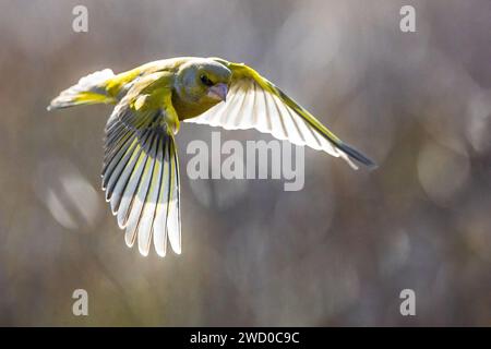 westlicher Grünfink (Carduelis chloris, Chloris chloris), Mann im Flug, Italien, Toskana Stockfoto