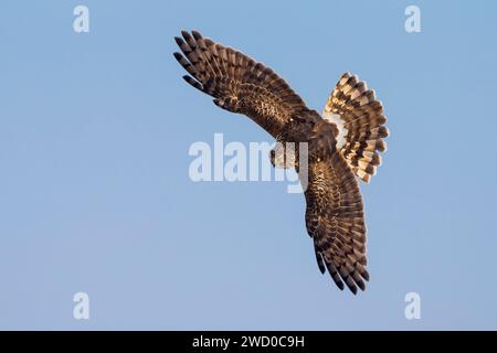 Henne harrier (Circus cyaneus), weiblich im Flug, Italien, Parma, Villa Baroni Stockfoto