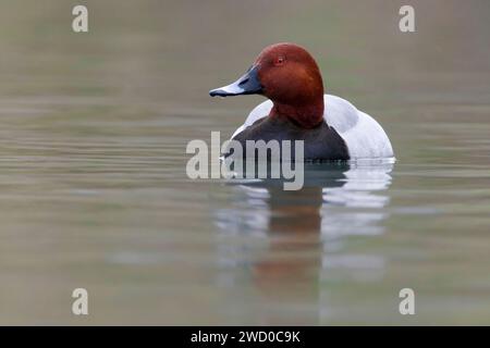 Pochard (Aythya ferina, Anas ferina), schwimmender drake, Italien, Toskana, Florenz Stockfoto