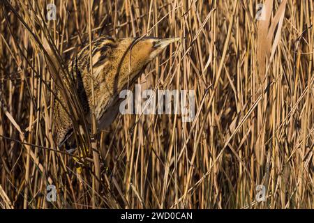 Eurasische Bittern (Botaurus stellaris), thront im Schilf, Italien, Toskana Stockfoto