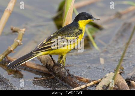 Schwarzkopf-Wagtail (Motacilla feldegg, Motacilla flava feldegg), männlich am Ufer, Seitenansicht, Kuwait, Kuwait City Stockfoto