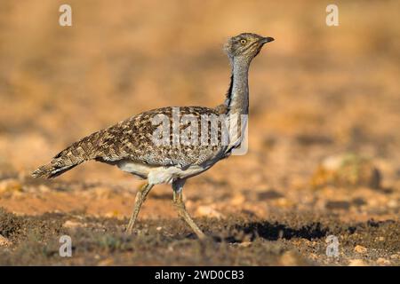 Shoubara-Trappe (Chlamydotis undulata fuertaventurae), Spaziergang auf sandigem Boden, Kanarische Inseln, Fuerteventura Stockfoto