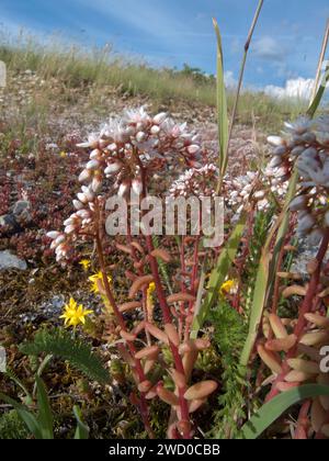 Weißer Steinbrock (Sedum Album), blühend, Deutschland, Bayern Stockfoto