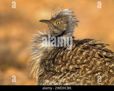 Houbara-Trappe (Chlamydotis undulata fuertaventurae), in der Wüste, Porträt, Seitenansicht, Kanarische Inseln, Fuerteventura, Tindaya, Puerto del Rosario Stockfoto