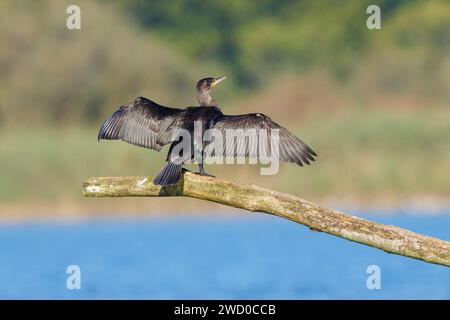 Großer Kormoran (Phalacrocorax carbo), trocknet seine Flügel sitzend auf einem Ast am Seeufer, Rückansicht, Deutschland, Bayern, Chiemsee Stockfoto