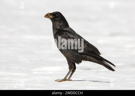 Rabe (Corvus corax), im Schnee stehend, Seitenansicht Stockfoto