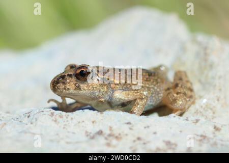 Petersilienfrosch, gemeiner Petersilienfrosch, Schlammtaucher, gefleckter Schlammfrosch (Pelodytes punctatus), sitzend auf einem Stein, Seitenansicht, Frankreich, Rennes Stockfoto