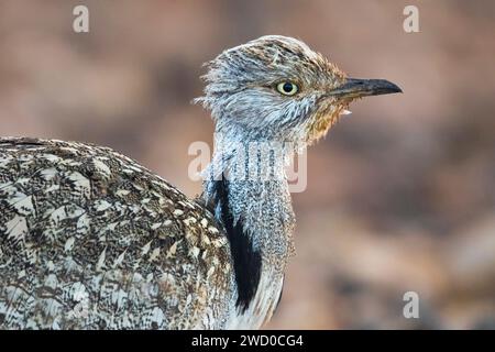 Houbara Trappe (Chlamydotis undulata fuertaventurae), Porträt, Kanarische Inseln, Fuerteventura Stockfoto