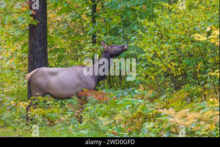 Kuhelch in Clam Lake, Wisconsin. Stockfoto