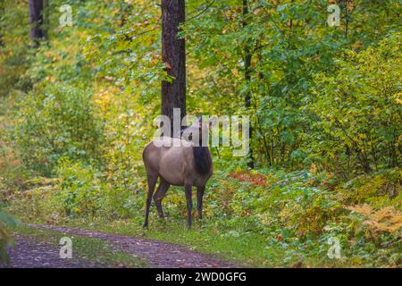 Kuhelch in Clam Lake, Wisconsin. Stockfoto