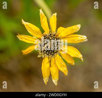 Welkende Sonnenblume Hält An Der Hellgelben Farbe Fest Stockfoto