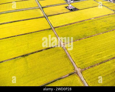 Reisfeld, Ernte, gelb im Herbst, Schachbrettmuster, Drohnenantenne, Yokote City, Akita, Tohoku, Japan, Ostasien, Asien Stockfoto