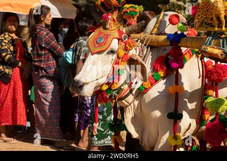 Bagan, Myanmar - 25. Dezember 2019: Dekorierter Zebus während des Shinbyu, einer Novitiationszeremonie, in der Tradition des Theravada-Buddhismus Stockfoto
